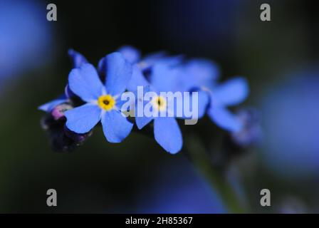 Photo sélective d'un alpine Forget-me-Not Banque D'Images