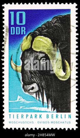 MOSCOU, RUSSIE - 24 OCTOBRE 2021: Timbre-poste imprimé en Allemagne montre Muskox (Ovibos moschatus), Tierpark, série est de Berlin, vers 1970 Banque D'Images