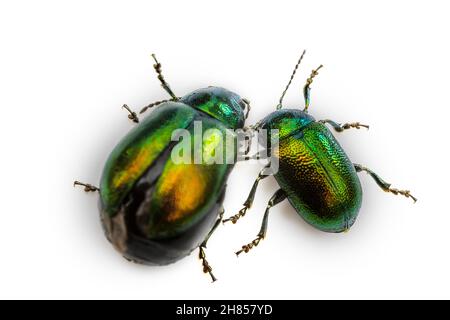 Le défoliateur, Tansy Beetle (Chrysolina graminis) se nourrit des feuilles des plantes, espèces envahissantes. Saison de reproduction, laisse la femelle avant de pondre les œufs.INSEC Banque D'Images