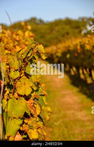 Feuilles de vigne jaune en automne en fin d'après-midi dans un domaine viticole ou un vignoble de la péninsule de Mornington en Australie Banque D'Images
