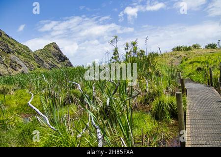 Zone humide près de tunnel point et de Zion Hill, près de Karekare dans les Waitakere Ranges, Auckland, Nouvelle-Zélande. Banque D'Images