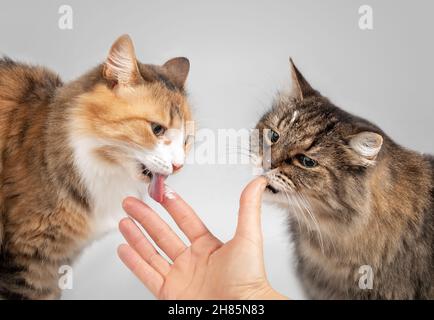 Deux chats léchant du yaourt de la main femelle.Gros plan.Un mignon calico femelle ou torbi kitty et une femelle senior tabby chat avec la langue dehors et le yaourt tous o Banque D'Images