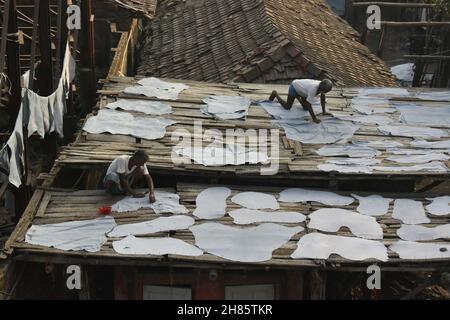 Kolkata, Bengale occidental, Inde.27 novembre 2021.Les travailleurs sèchent les peaux de vache dans une tannerie de Kolkata.(Credit image: © Sudipta Das/Pacific Press via ZUMA Press Wire) Banque D'Images