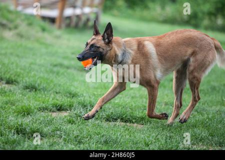 Photo d'un berger belge, un malinois, qui récupère le ballon et court dans un parc. Banque D'Images