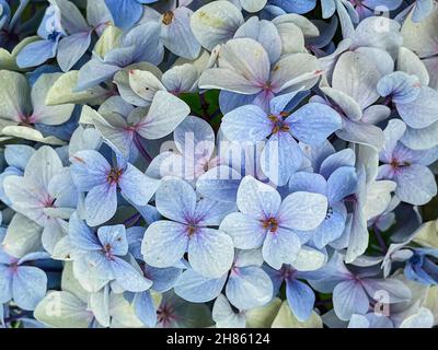 gros plan sur des hortensias bleutés, fond floral bleu, horizontal Banque D'Images