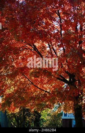 Arbre avec de belles feuilles d'automne Banque D'Images