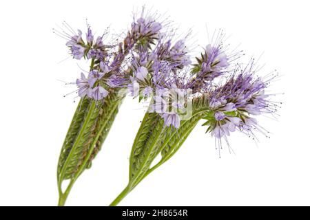 Fleurs violet clair de phacelia, isolées sur fond blanc Banque D'Images