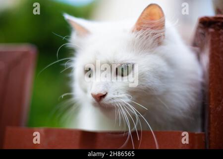 Chat blanc moelleux sur la clôture Banque D'Images