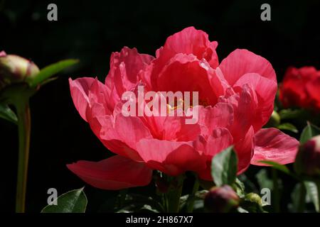 Paeonia Ellen Cowley.Fleur de pivoine rose semi-double. Banque D'Images