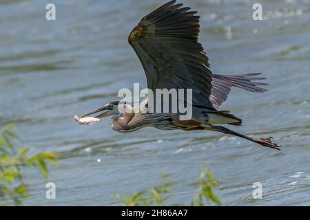 Grand héron bleu (Ardea herodias) volant au-dessus de l'eau avec des poissons dans sa bouche. Banque D'Images