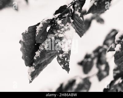 Neige sur feuilles flétries détail en hiver en noir et blanc monochrome Banque D'Images