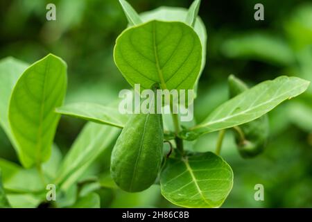 L'herbe à lait géante ou la fleur de couronne se propage principalement sous forme de semis, de gigantea de calotropis, de fleurs annuellement et de fruits mûrissent principalement en été et en automne Banque D'Images