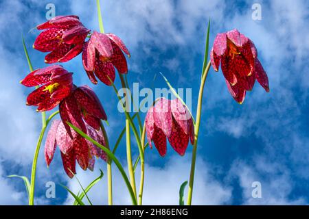 Fleurs ciel tétras.Fleurs printanières contre un ciel bleu avec des nuages blancs Banque D'Images