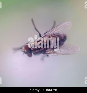 Mouche domestique (Musca domestica) libre. La tête (à gauche) est dominé par une paire de gros yeux composés (Brown), chaque œil composé d'environ 4000 imag Banque D'Images