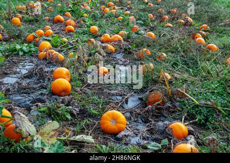 Citrouille citrouilles orang mûrs en champ. La citrouille (Cucurbita sp.) poussant dans un champ. Ces plantes produisent des fruits comestibles. Photographié à Neustift, Banque D'Images