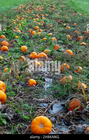 Citrouille citrouilles orang mûrs en champ. La citrouille (Cucurbita sp.) poussant dans un champ. Ces plantes produisent des fruits comestibles. Photographié à Neustift, Banque D'Images