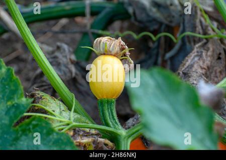 Blossom de citrouilles dans un champ de citrouilles. La citrouille (Cucurbita sp.) poussant dans un champ. Ces plantes produisent des fruits comestibles. Photographié à Neustif Banque D'Images