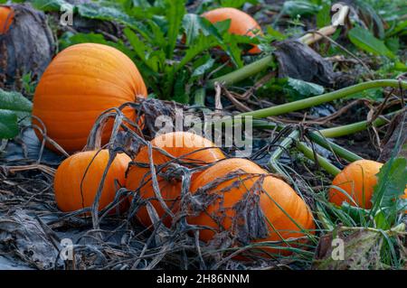 Close up of ripe orang citrouilles dans champ de citrouilles. La citrouille (Cucurbita sp.) poussant dans un champ. Ces plantes produisent des fruits comestibles. Photographié Banque D'Images