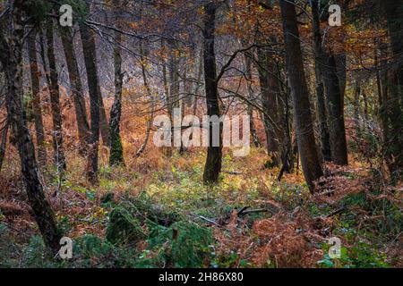 Automne dans la forêt de Wyre à Worcestershire, Angleterre Banque D'Images