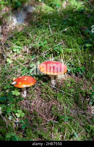 Amanita muscaria, communément connue sous le nom de fly fly agaric ou amanita, est un basidiomycète du genre Amanita. C'est aussi un champignon le muscimol. Thr indigènes Banque D'Images