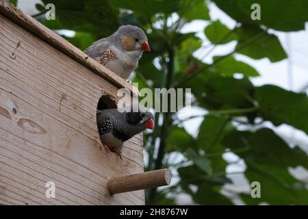Zebra finch paire sur une maison d'oiseaux. Petits oiseaux chanteurs colorés.Des dessins magnifiquement détaillés dans le plumage. Banque D'Images