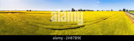 Fleurs jaunes de canola en fleur sur le champ de ferme éloigné des plaines australiennes dans l'État de Victoria - panorama élevé. Banque D'Images