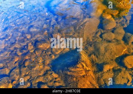Le lit de la rivière Snowy est recouvert de fines glaces translucides en hiver, dans les Snowy Mountains d'Australie. Banque D'Images
