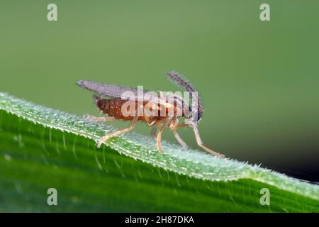 Mouche du blé Contarina (Contarinia; anciennement Cecidomyia) tritici - milieu de fleur jaune de blé.C'est un important ravageur des céréales de la famille Cecidomyiidae. Banque D'Images