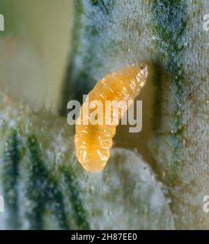 Larve de la mouche du blé Contarina (Contarinia; anciennement Cecidomyia) tritici tritici blé fleur jaune midge.il est important ravageur des céréales famille Cecidomyiidae Banque D'Images