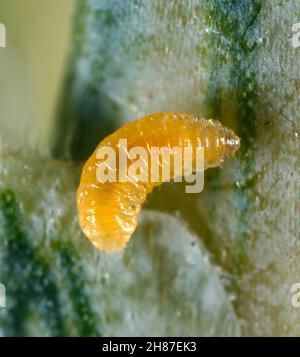 Larve de la mouche du blé Contarina (Contarinia; anciennement Cecidomyia) tritici tritici blé fleur jaune midge.il est important ravageur des céréales famille Cecidomyiidae Banque D'Images