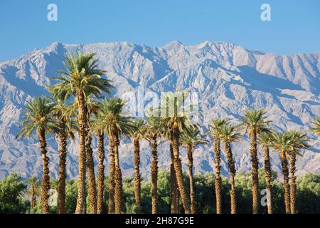 Four Creek, parc national de la Vallée de la mort, Californie, États-Unis.Palmiers élégants nains par les imposantes pentes orientales de la chaîne de Panamint. Banque D'Images