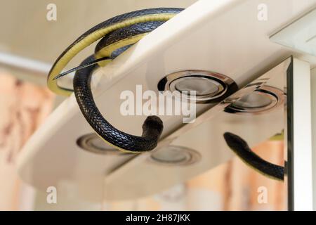 Un serpent noir venimeux se cache dans la salle de bains près du miroir. Banque D'Images