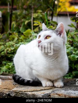 Chat blanc errant posant pour une photo, photo portrait proche d'un chaton Banque D'Images