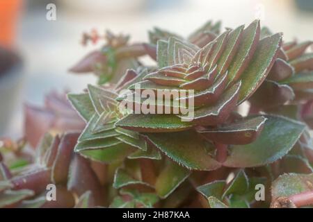 Forme compacte de Crassula capitella (flamme rouge, Pagode rouge ou usine de feu de camp) est une plante succulente vivace originaire de l'Afrique australe.J'ai photographié Banque D'Images