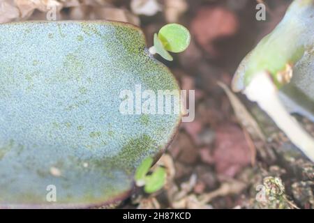 La multiplication de boutures de feuilles succulentes. Libre d'une feuille fine de Lavender Scallops (Bryophyllum fedtschenkoi Kalanchoe fedtschenkoi Syn) placé Banque D'Images