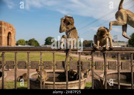 Lopuri, Thaïlande.28 novembre 2021.Les singes s'assoient sur une rampe lors du festival annuel des singes de Lophuri, en Thaïlande, le dimanche 28 novembre 2021.(Image de crédit : © Andre Malerba/ZUMA Press Wire) Banque D'Images