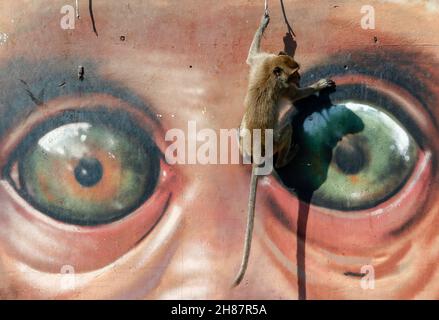 Lopuri, Thaïlande.28 novembre 2021.Un singe grimpe sur un graffiti pendant la 33ème fête annuelle Monkey Party Festival.Crédit : SOPA Images Limited/Alamy Live News Banque D'Images