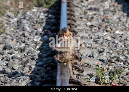 Lopuri, Thaïlande.28 novembre 2021.Un singe est assis sur une ligne de chemin de fer pendant le 33ème Monkey Party Festival annuel.Crédit : SOPA Images Limited/Alamy Live News Banque D'Images