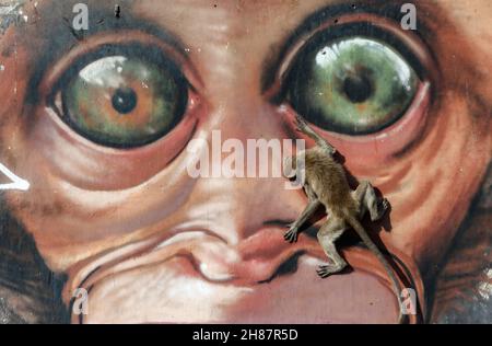 Lopuri, Thaïlande.28 novembre 2021.Un singe grimpe sur un graffiti pendant la 33ème fête annuelle Monkey Party Festival.Crédit : SOPA Images Limited/Alamy Live News Banque D'Images