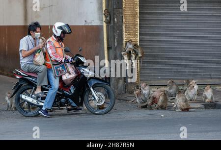 Lopuri, Thaïlande.28 novembre 2021.Un motocycliste passe devant un troupeau de singes lors du 33ème festival annuel Monkey Party, au temple Phra Prang Sam Yot.Crédit : SOPA Images Limited/Alamy Live News Banque D'Images