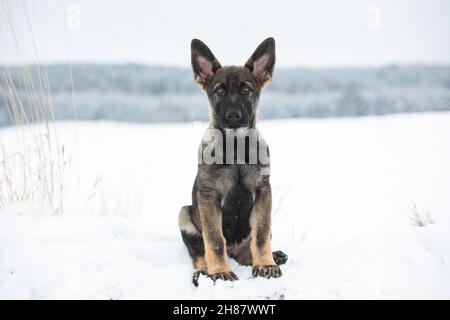 Chien de berger allemand chiot (alsacien) assis dans la neige Banque D'Images