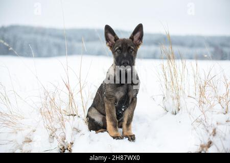 Chien de berger allemand chiot (alsacien) assis dans la neige Banque D'Images