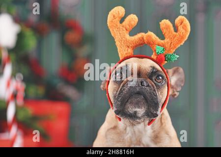 Chien Bulldog français avec bandeau de costume de renne de Noël Banque D'Images