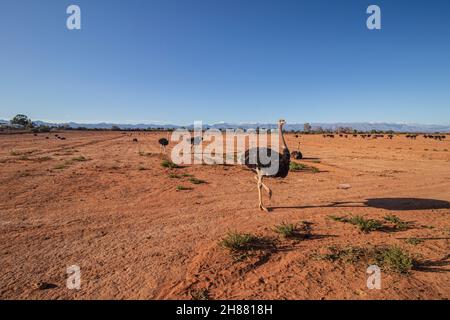 Autruches dans une ferme à Oudshoorn dans le Cap occidental, Afrique du Sud qui a été renommée comme capitale de l'autruche du monde. Banque D'Images