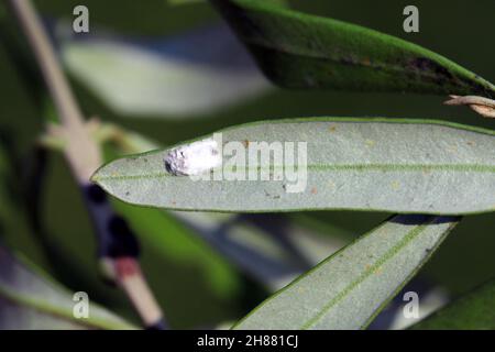 La cochenille blanche à longue queue (Pseudococcus longispinus) sur une feuille d'olivier. Coton blanc sécrétée par la femelle cache les oeufs. Banque D'Images