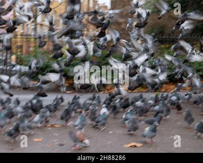 Un grand groupe de pigeons dans un lieu soudain et chaotique s'envole dans le parc public au début de la matinée d'automne.Flou et mouvement. Banque D'Images