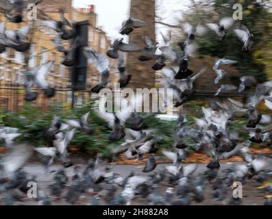 Un grand groupe de pigeons dans un lieu soudain et chaotique s'envole dans le parc public au début de la matinée d'automne.Flou et mouvement. Banque D'Images