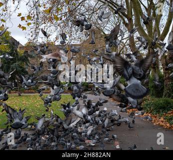 Un grand groupe de pigeons dans un lieu soudain et chaotique s'envole dans le parc public au début de la matinée d'automne.Flou et mouvement. Banque D'Images