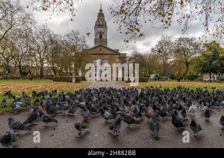 Un grand groupe de pigeons sur le terrain de St John à l'église Hackney à Londres à l'automne.ROYAUME-UNI. Banque D'Images