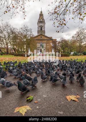 Un grand groupe de pigeons sur le terrain de St John à l'église Hackney à Londres à l'automne.ROYAUME-UNI. Banque D'Images